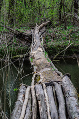 Trunk of the tree using as a bridge across river