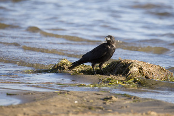 American Crow
