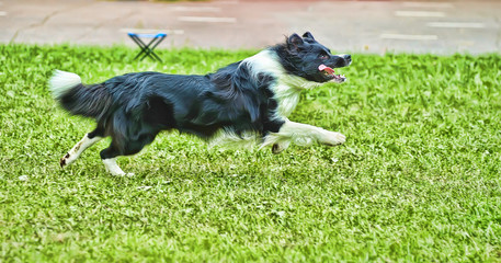 Dog breed Border Collie runs along the grass