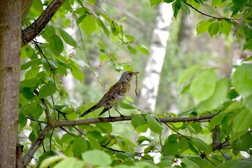 bird with a worm in cool