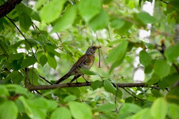 bird with a worm in cool