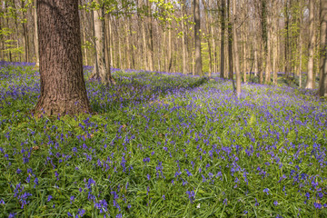Blue Forest Belgium