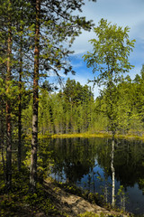 Fototapeta na wymiar Small forest lake
