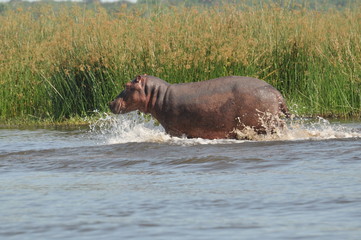Fototapeta premium Safari Animals and Wildlife
