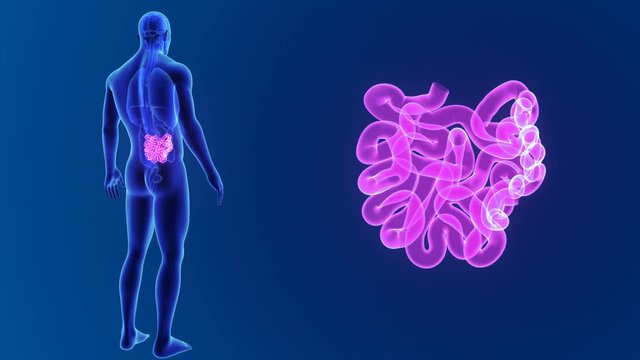 Small intestine zoom with organs