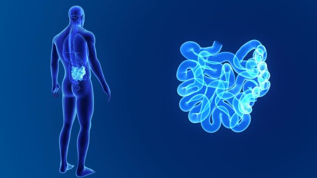 Small intestine zoom with organs
