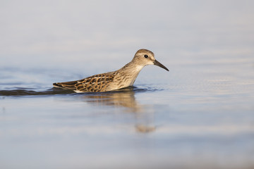Semipalmated sandpiper in autumn