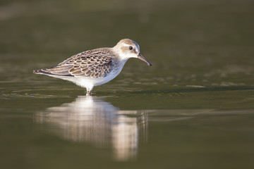 Semipalmated sandpiper in autumn