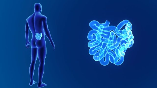 Small intestine zoom with body