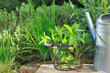 menthe fraîches dans panier devant autres plantes aromatiques du jardin 