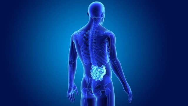 Small intestine with skeleton