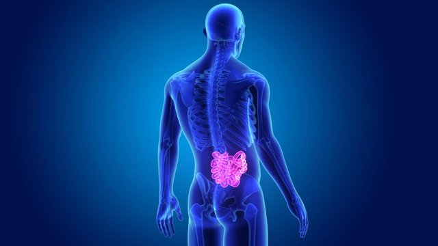 Small intestine with skeleton