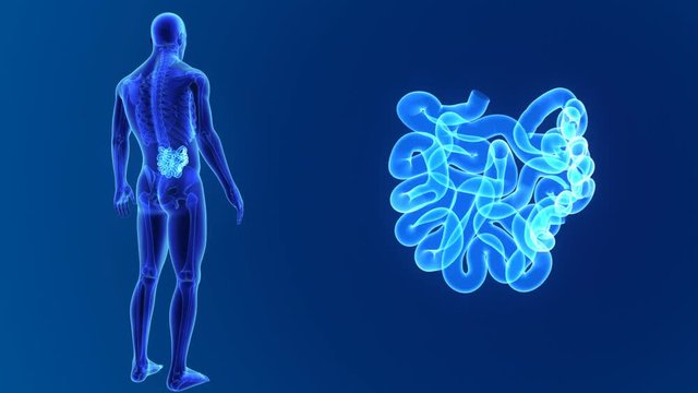 Small intestine zoom with skeleton