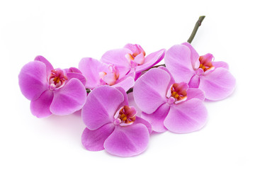 Pink beautiful orchid on colored background.