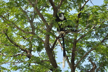 Safari Animals and Wildlife