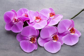 Pink beautiful orchid on colored background.
