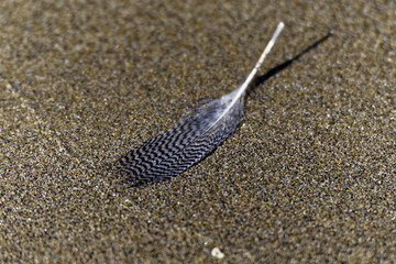 Feather In The Sand