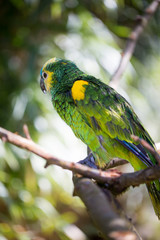 Parrot portrait of bird. Wildlife scene from tropic nature.