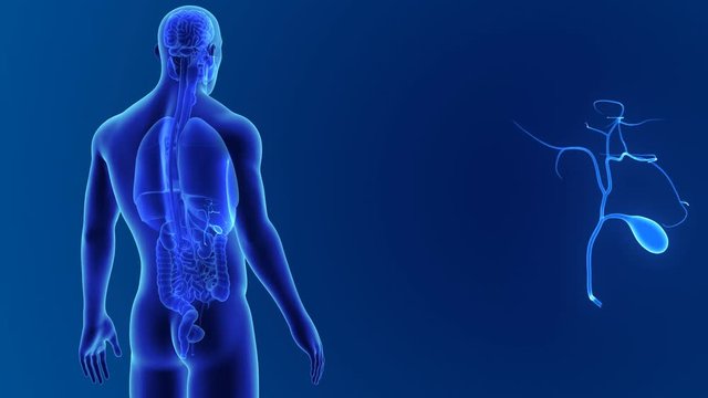 Gallbladder zoom with organs