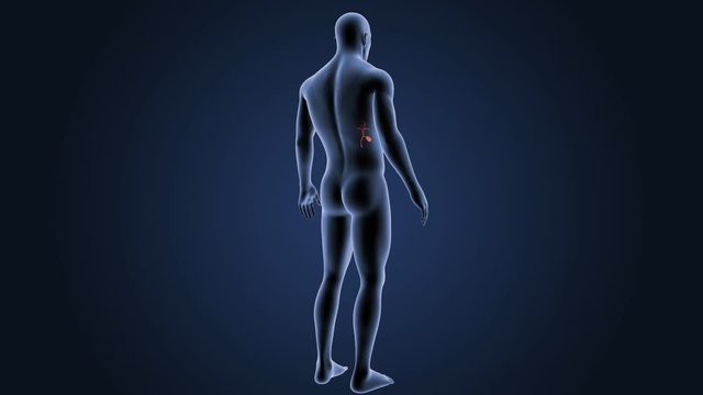 Gallbladder with body