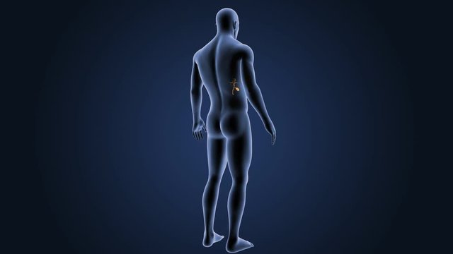 Gallbladder with body