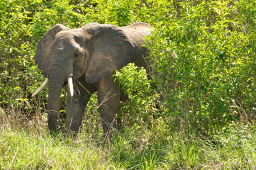 Naklejka premium Safari Animals and Wildlife