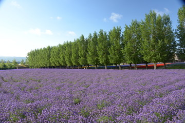 北海道　ラベンダー
