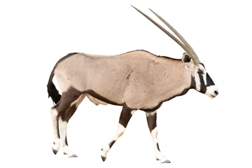Draagtas Oryx Gazella of Gemsbok wandelen gezien vanaf de zijkant geïsoleerd op een witte achtergrond © Friedemeier
