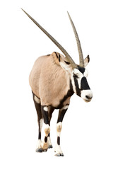 Oryx Gazella or Gemsbok walking seen from front isolated on white background