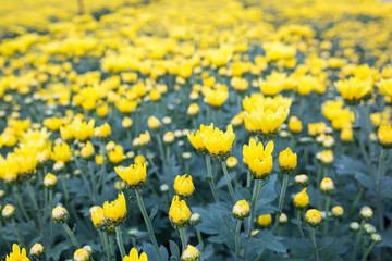 Yellow Chrysanthemum flowers in farm