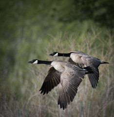 Geese in Flight