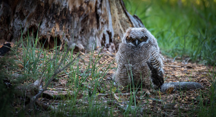 Great Horned Owlet 2