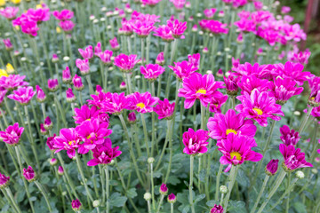 pink Chrysanthemum flowers in farm