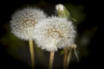 Pusteblume 