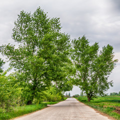 Naklejka premium Tree on a field