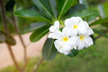 white plumeria frangipani flowers with leaves