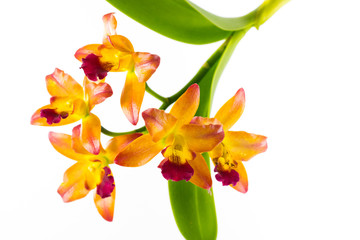 Streaked orchid flowers. Beautiful orchid flowers on white background