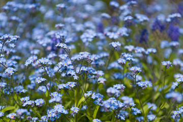 Blumenmeer