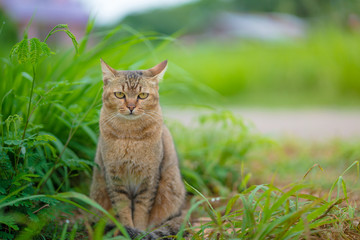 Fototapeta na wymiar brown cat sitting in the garden
