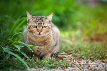 brown cat sitting in the garden