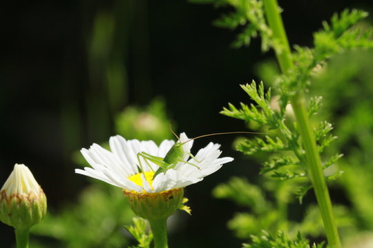 sauterelle et sa marguerite 2017