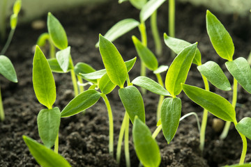 Young Sprouts With Green Leaf Or Leaves Growing From Soil. Sprin