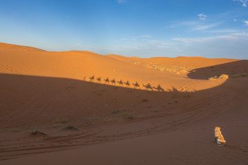 Fototapeta na wymiar A dog watching camel caravan in Sahara desert, Merzouga, Morocco
