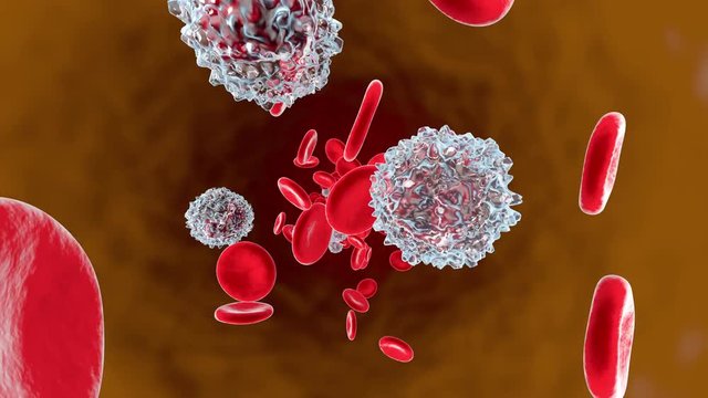 Anatomically correct Erythrocytes and Monocyte cells flowing in the blood stream on a white background.
