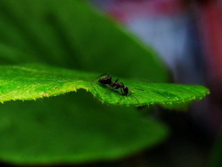 Ant on leaf 