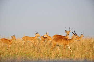 Safari Animals and Wildlife