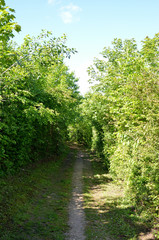 waldweg
