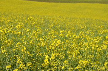 Obraz premium Rapsfeld