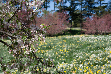 Fototapeta premium Crabapple Tree in a Field of Daisies