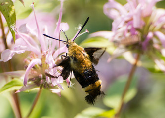 Bumblebee Moth on Wild Bergamot